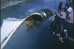 Lifting of the bridge from the TEV Wahine wreck